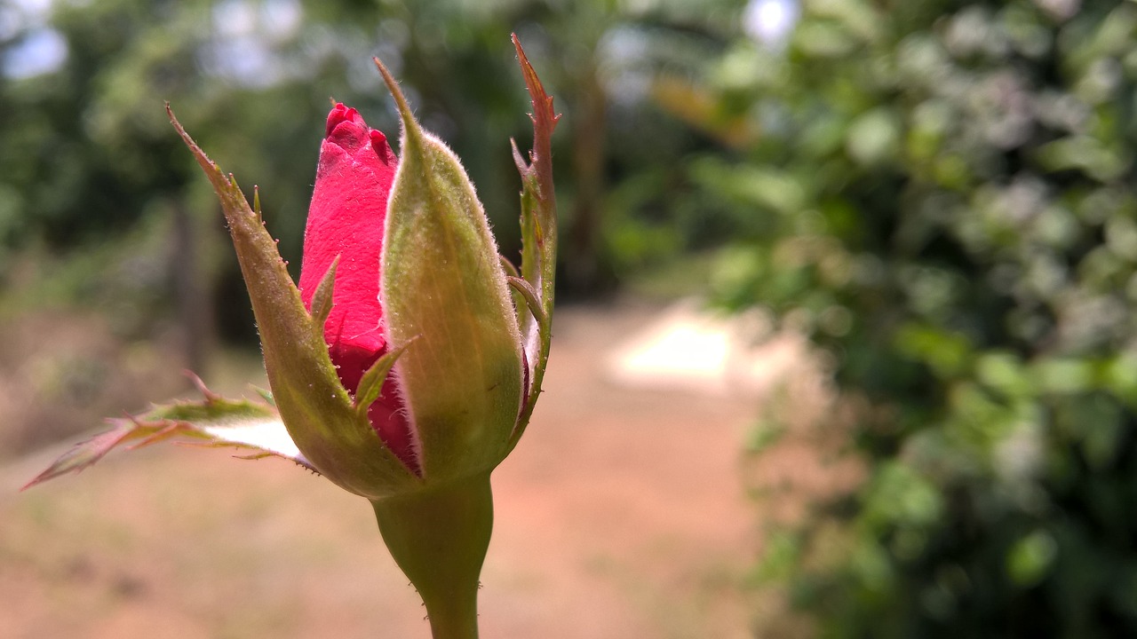 rose nature natural free photo