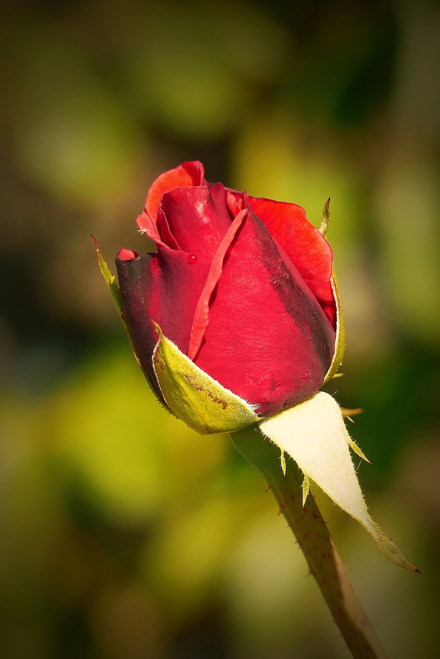 rose flower red free photo