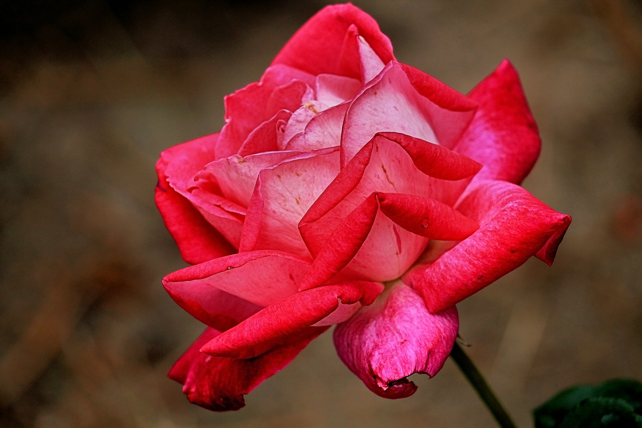 rose red red rose free photo