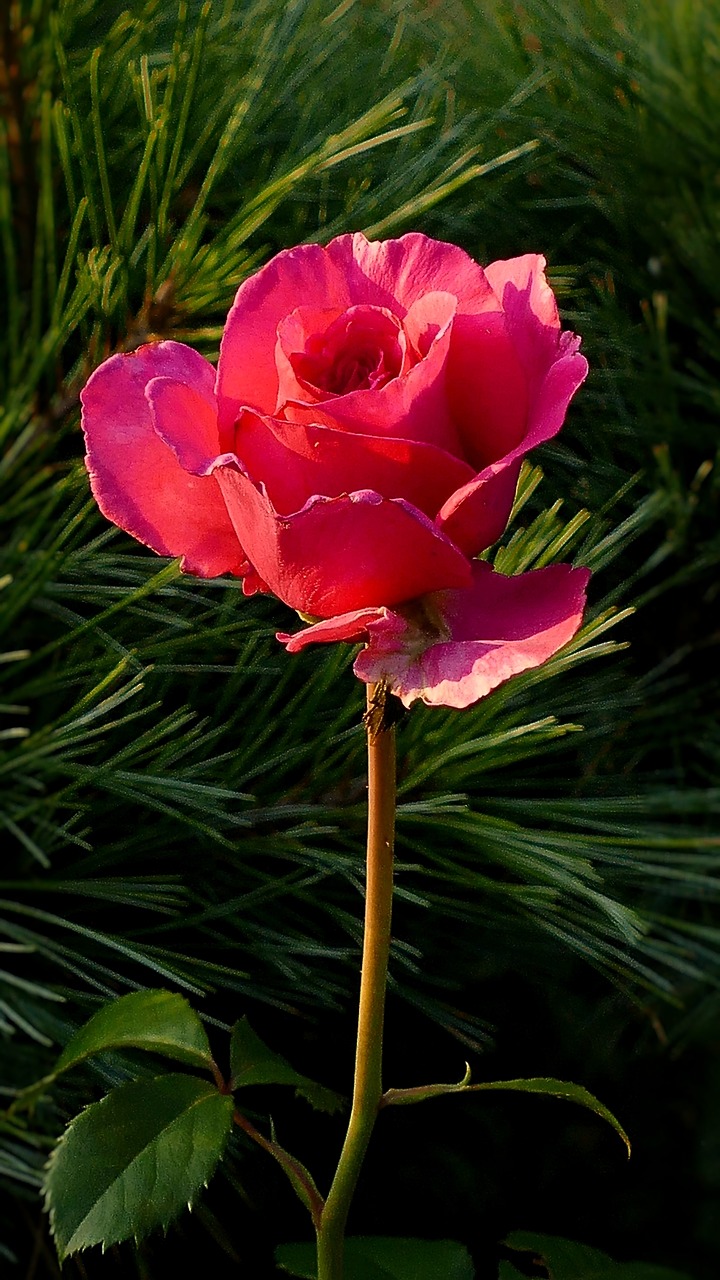 rose red rose flower free photo