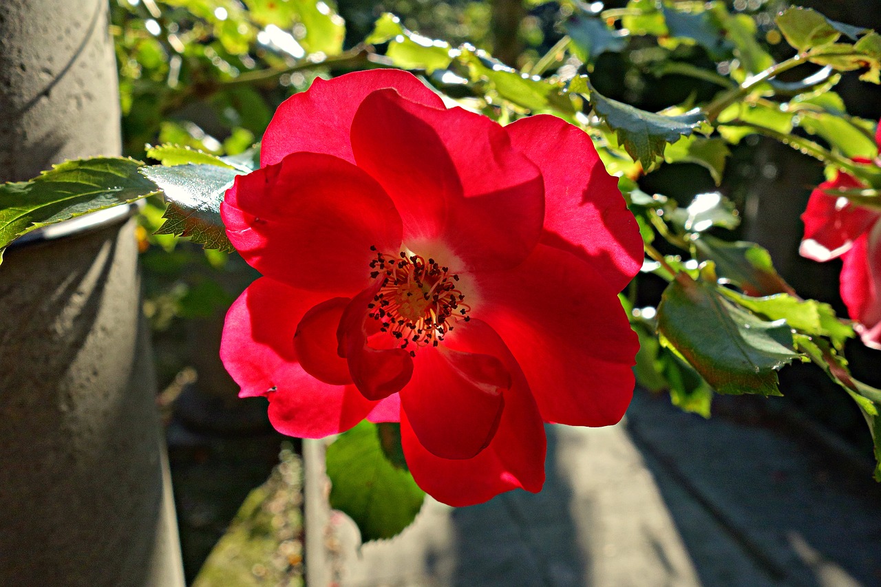 rose flower rosaceae free photo