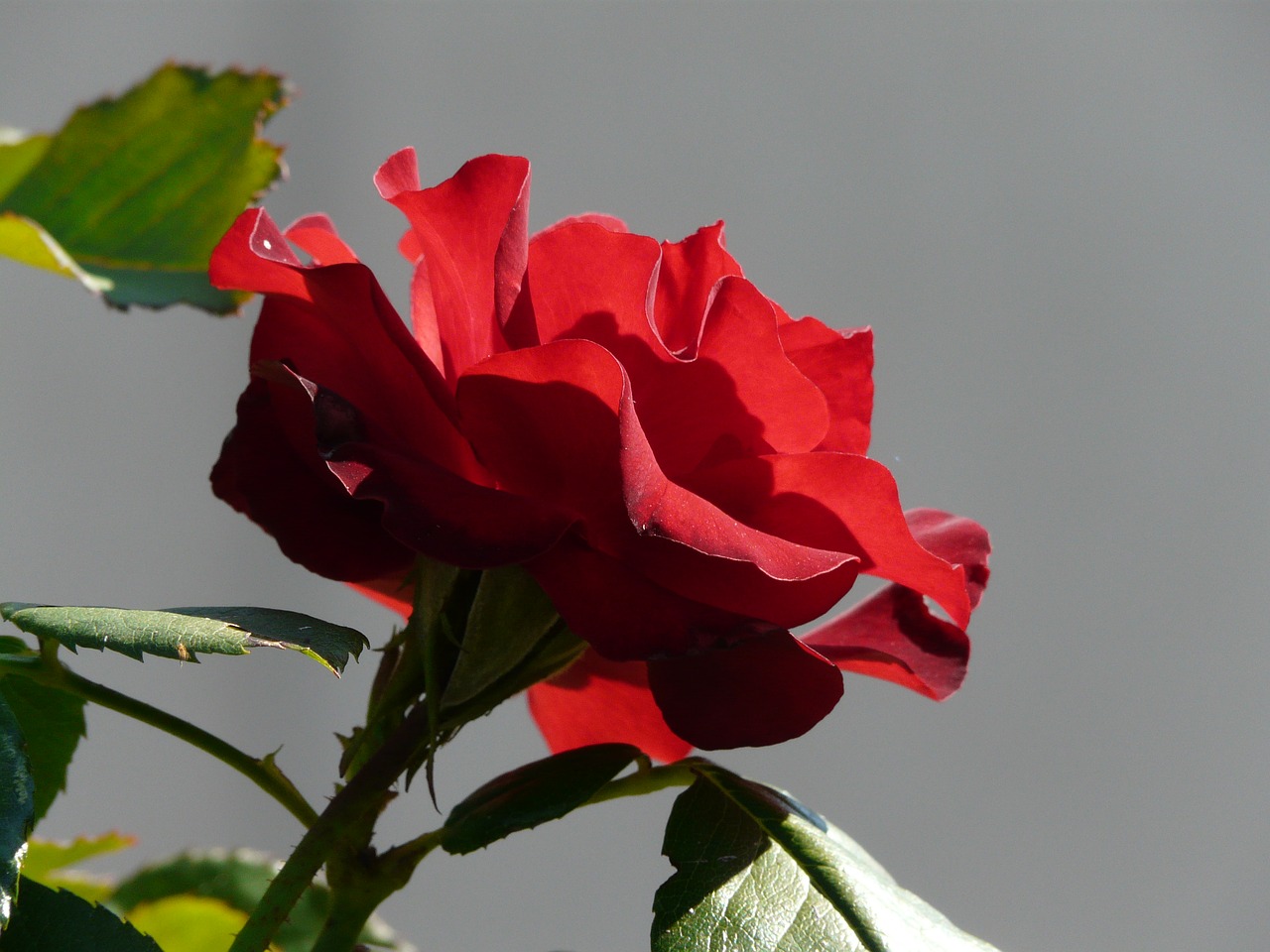 rose red beauty free photo