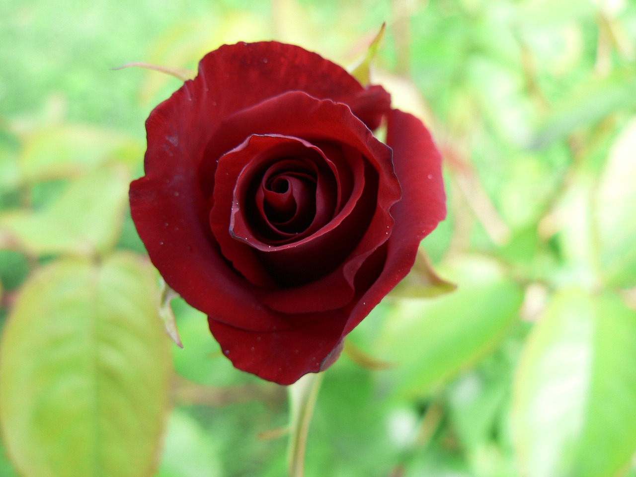 rose red garden free photo