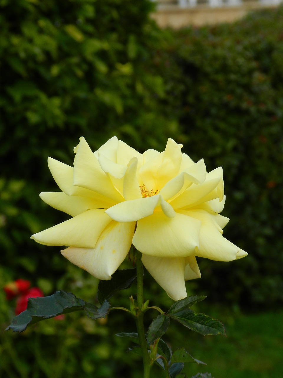 rose flower yellow rose free photo