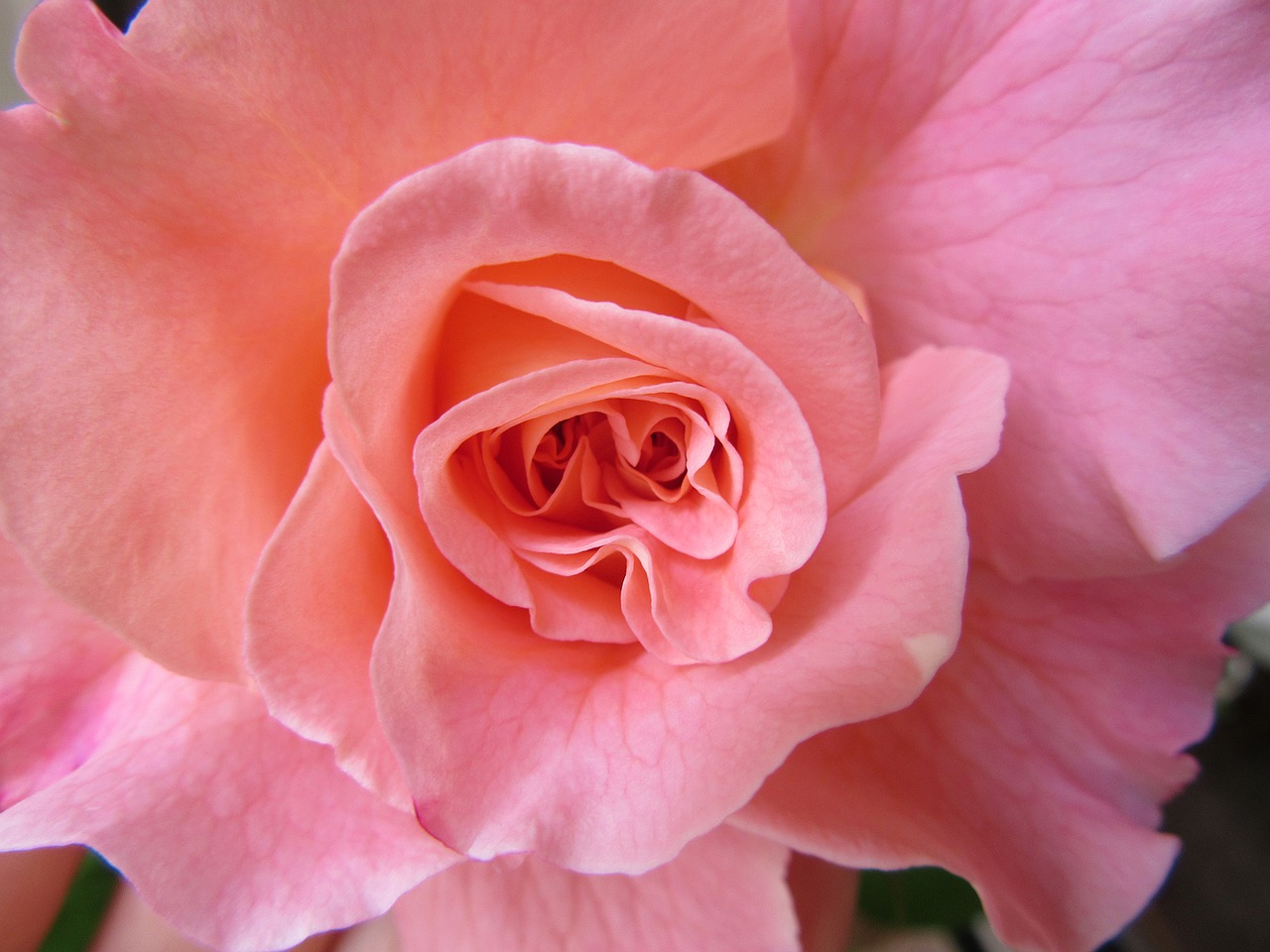 rose fragrance romance free photo