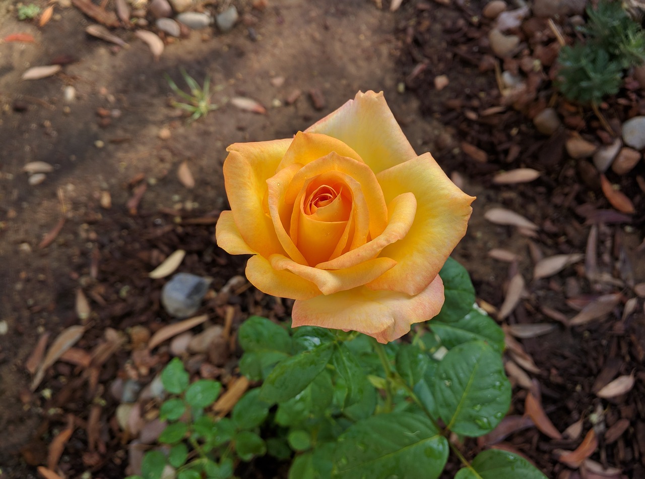 rose flower yellow free photo