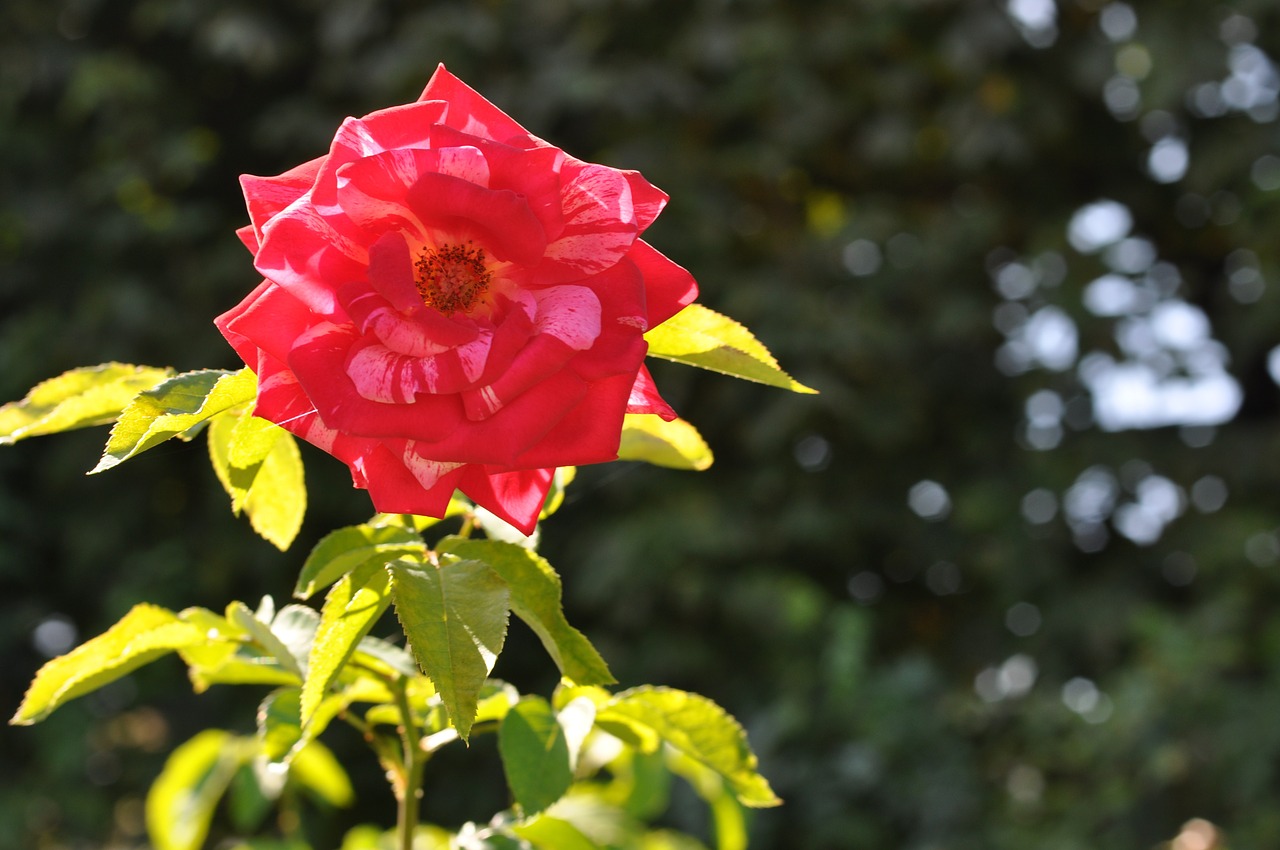 rose plant roses free photo