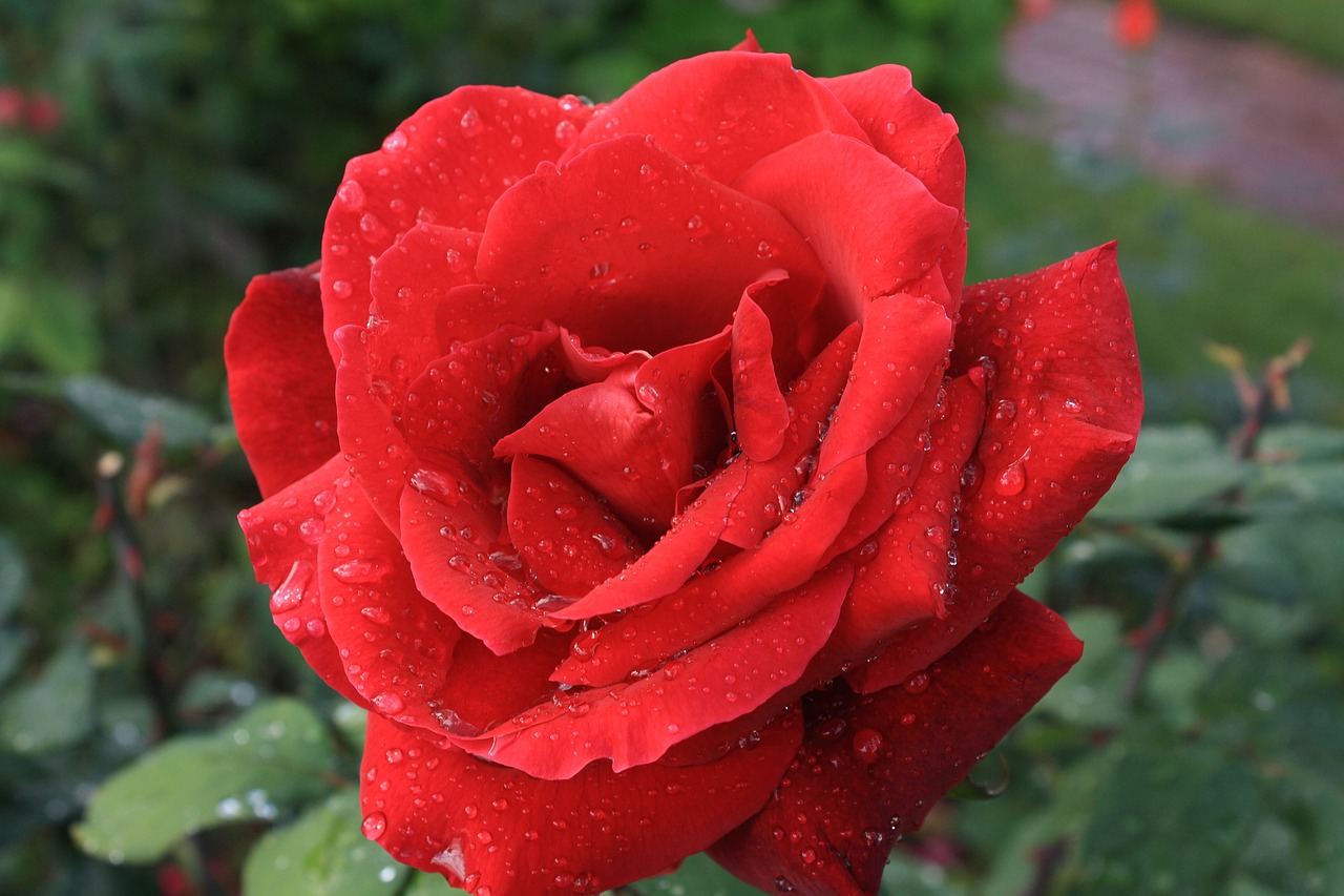 rose red red rose free photo