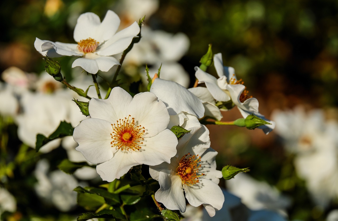 rose wild rose flower free photo