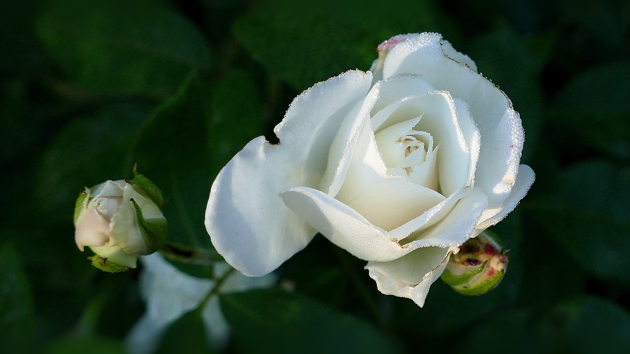 rose rose white bume white free photo