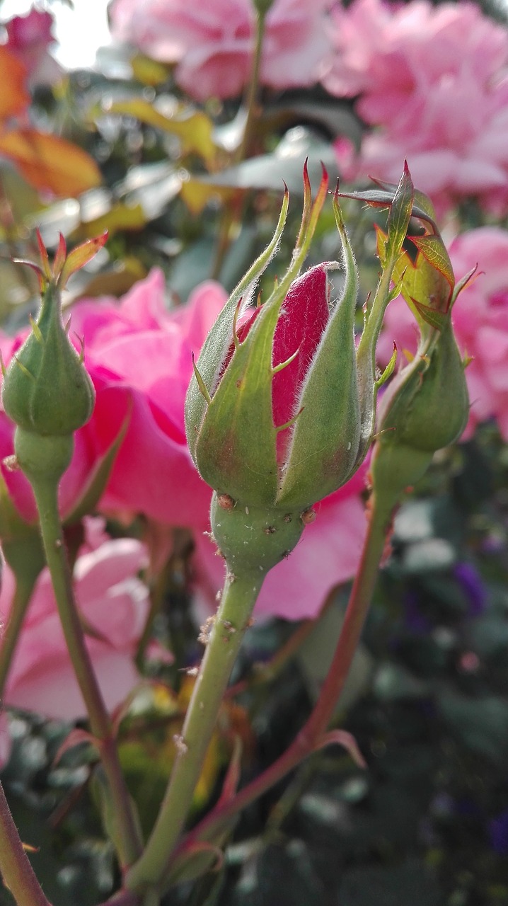 rose bud flowers free photo