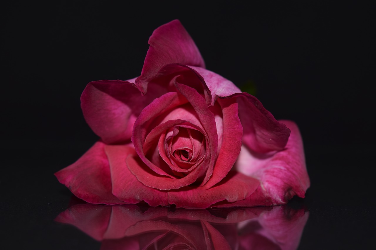 rose pink pink rose free photo