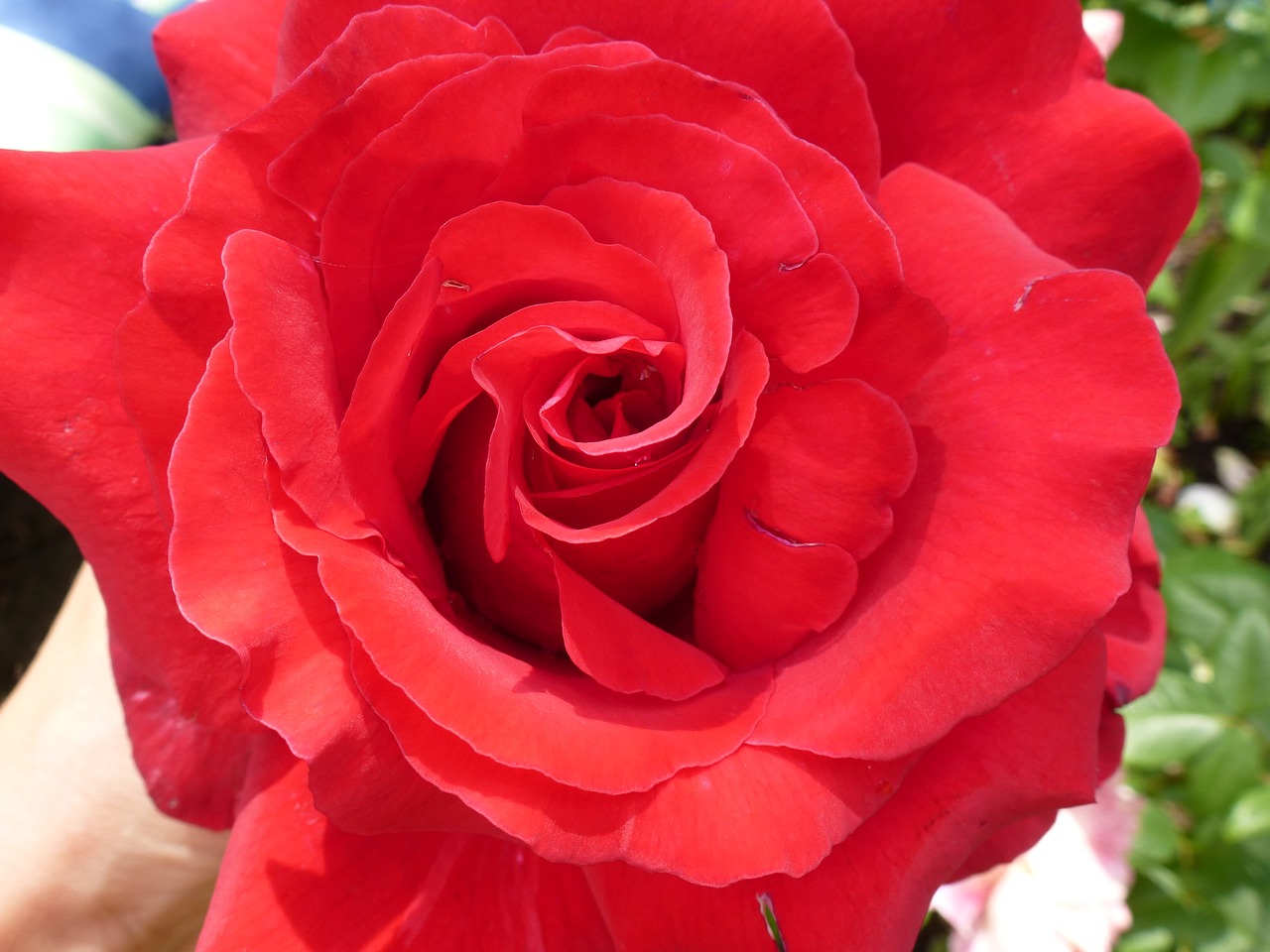 rose flowers decor free photo