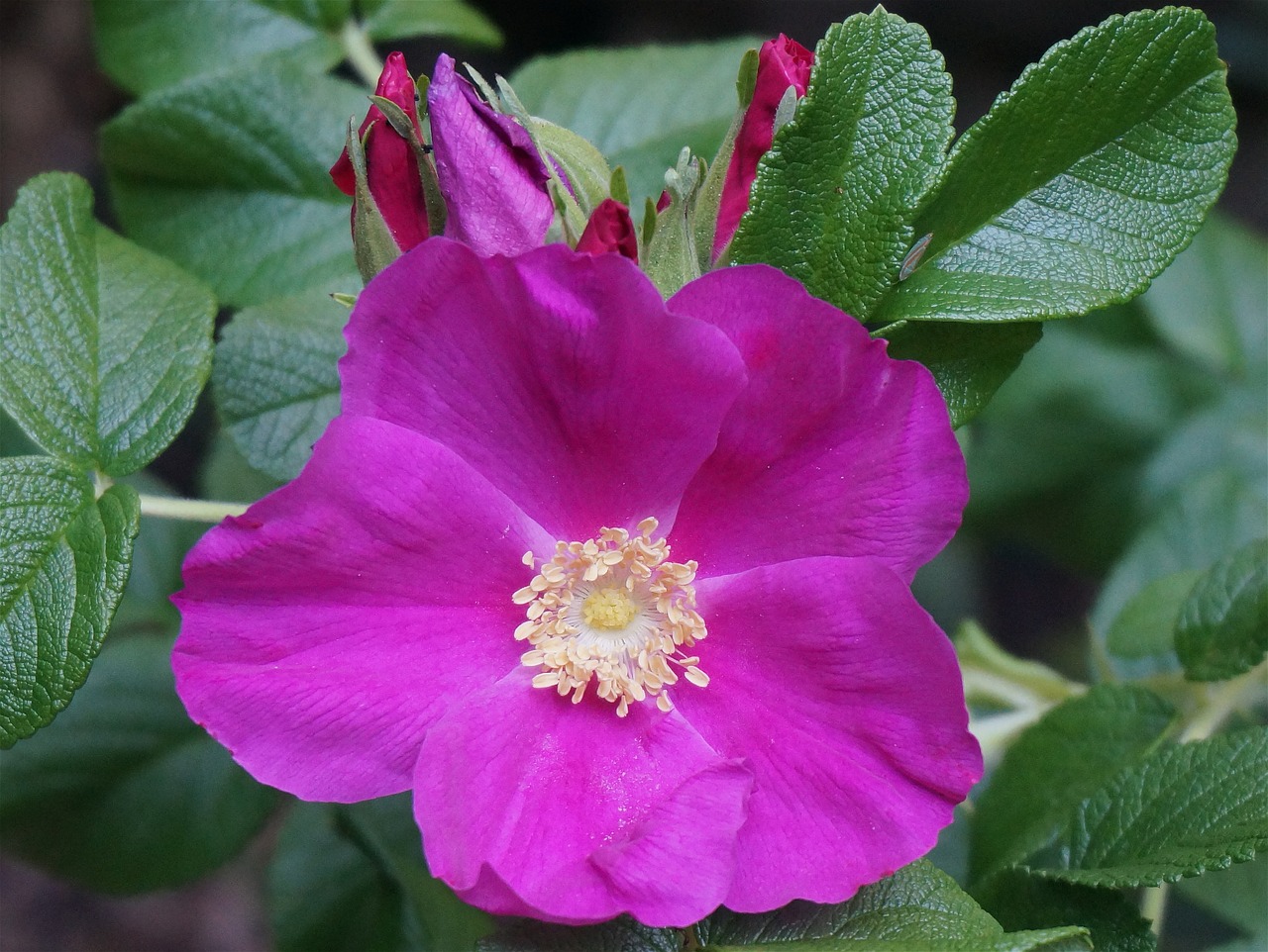 rose rugosa rose with buds bud free photo