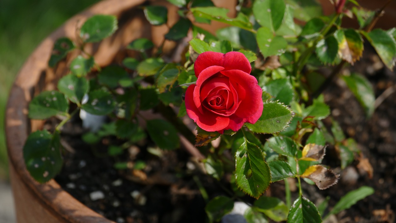 rose flowerpot country house style free photo