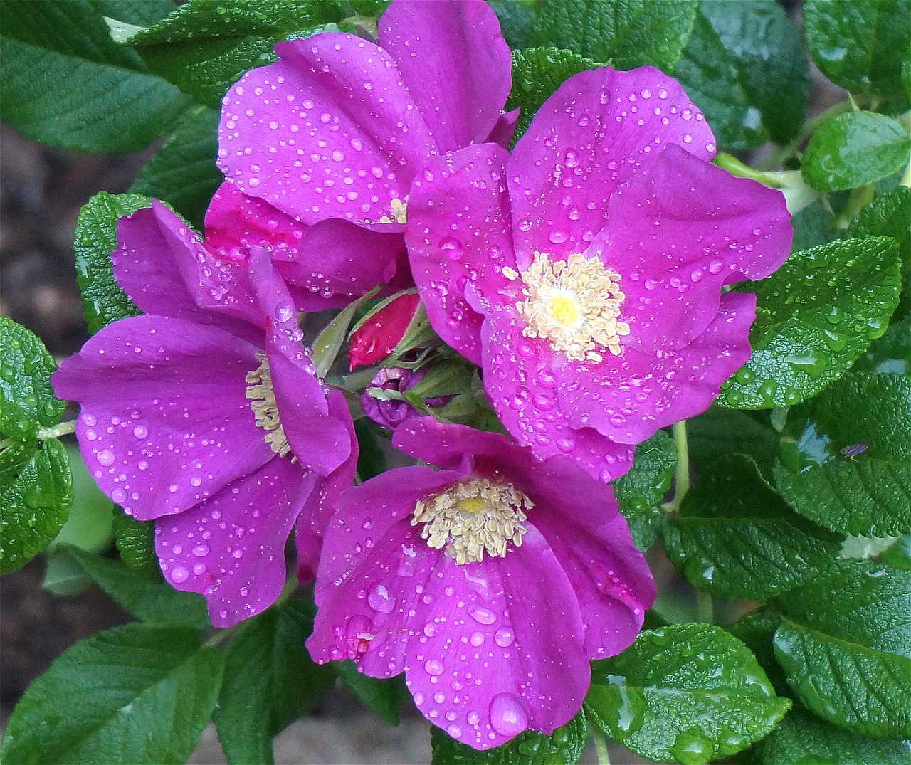 rose rugosa rose rain-wet free photo