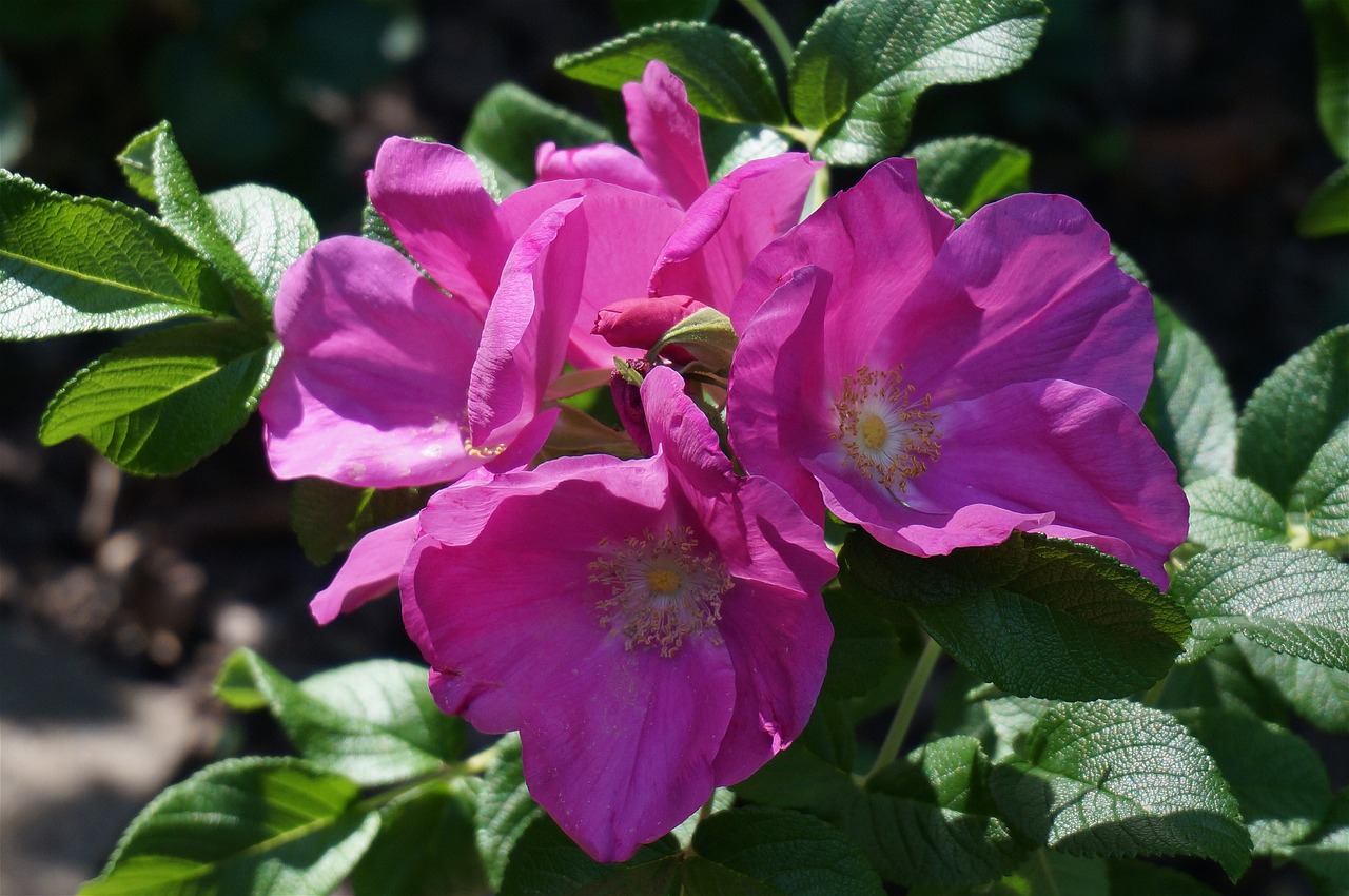 rose rugosa rose with buds bud free photo