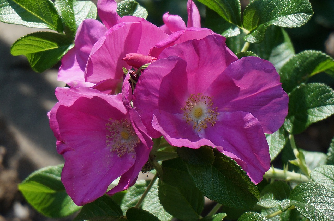 rose rugosa rose with buds bud free photo