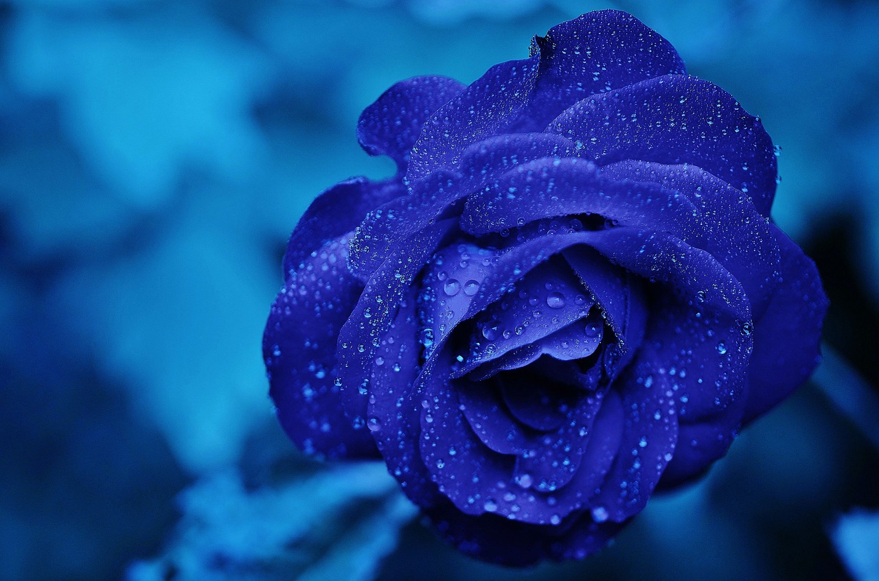 rose blue flower free photo