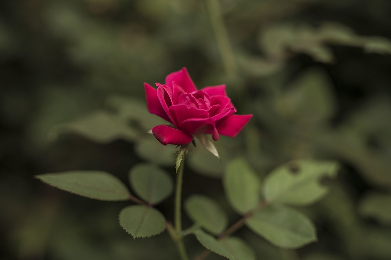 rose red flower free photo