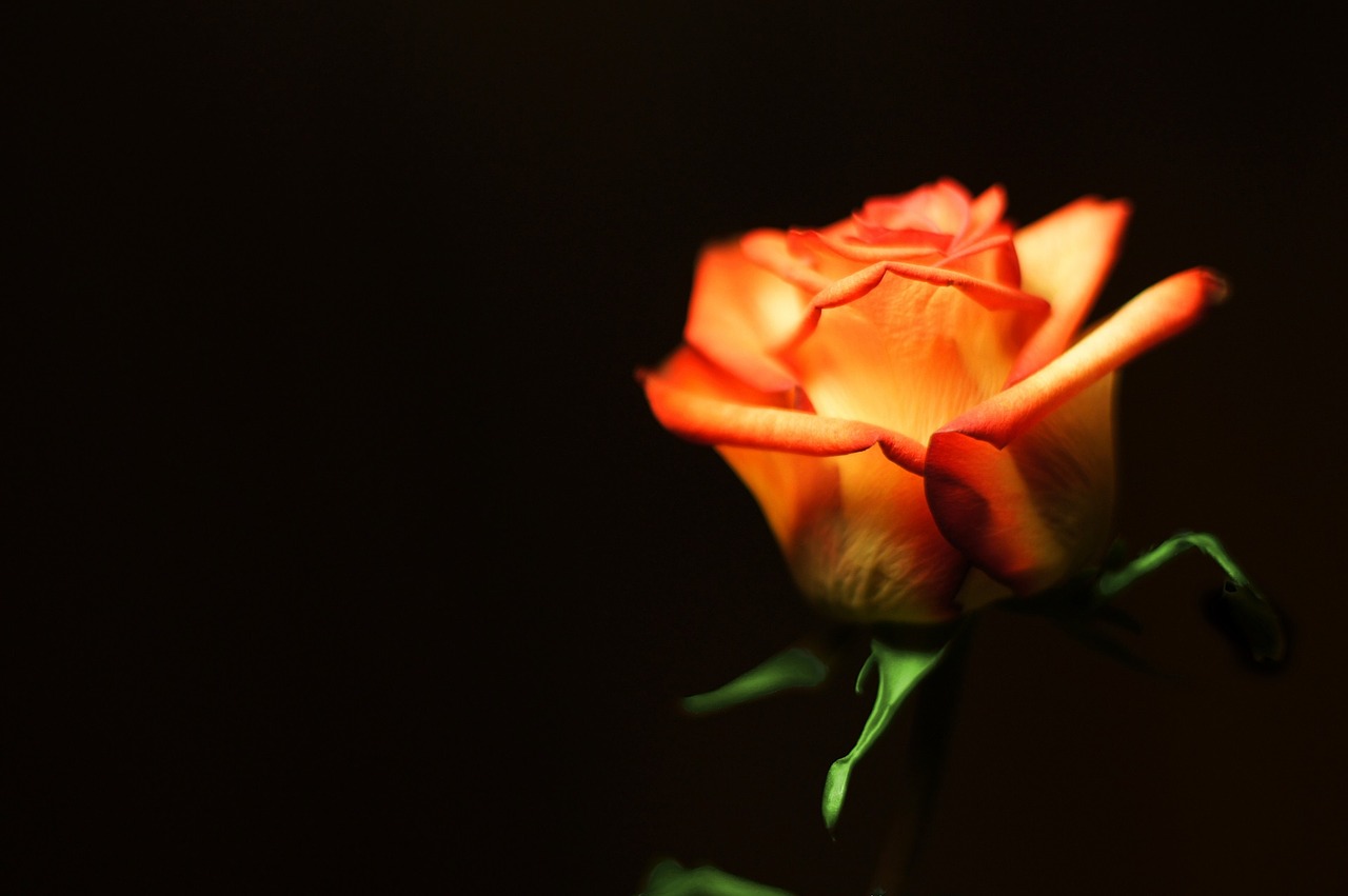 rose orange flower free photo