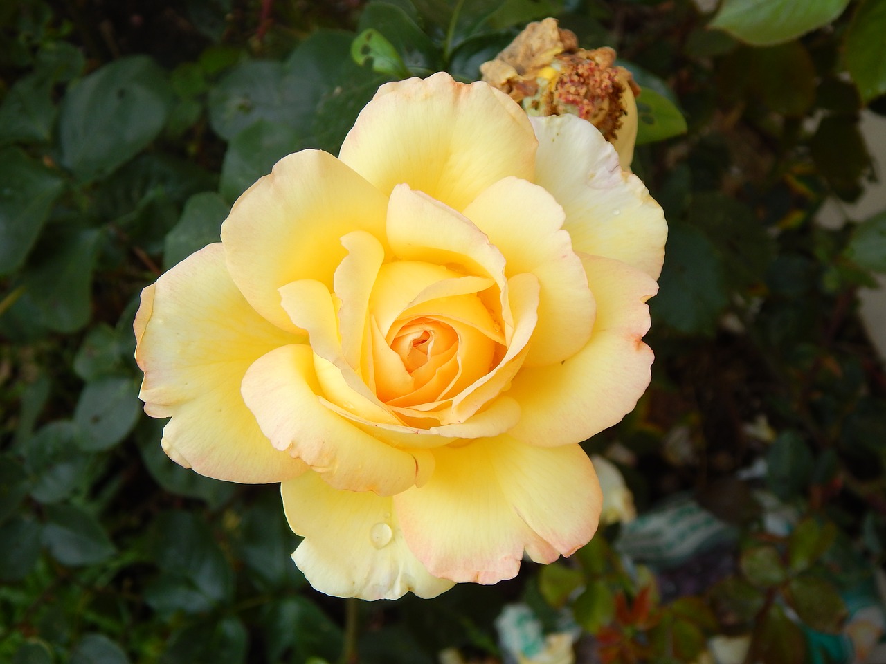 rose yellow flower free photo