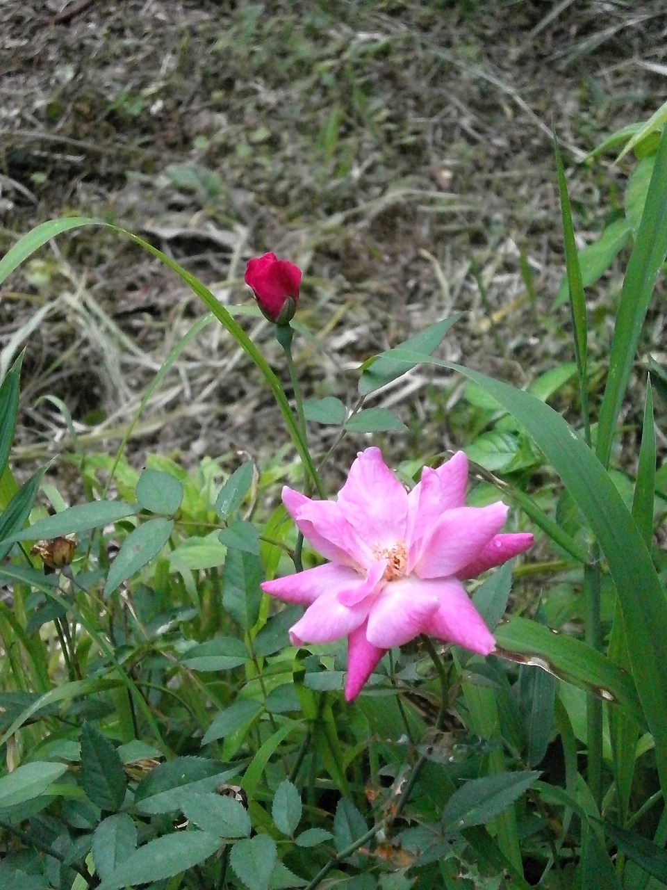 rose four seasons rose pink flower free photo