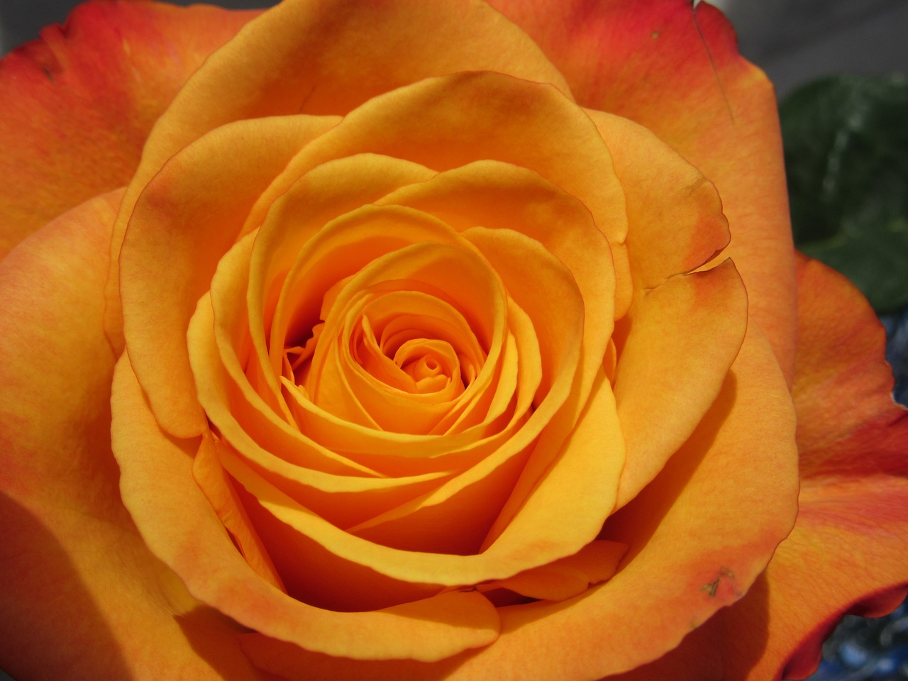 rose orange nature free photo