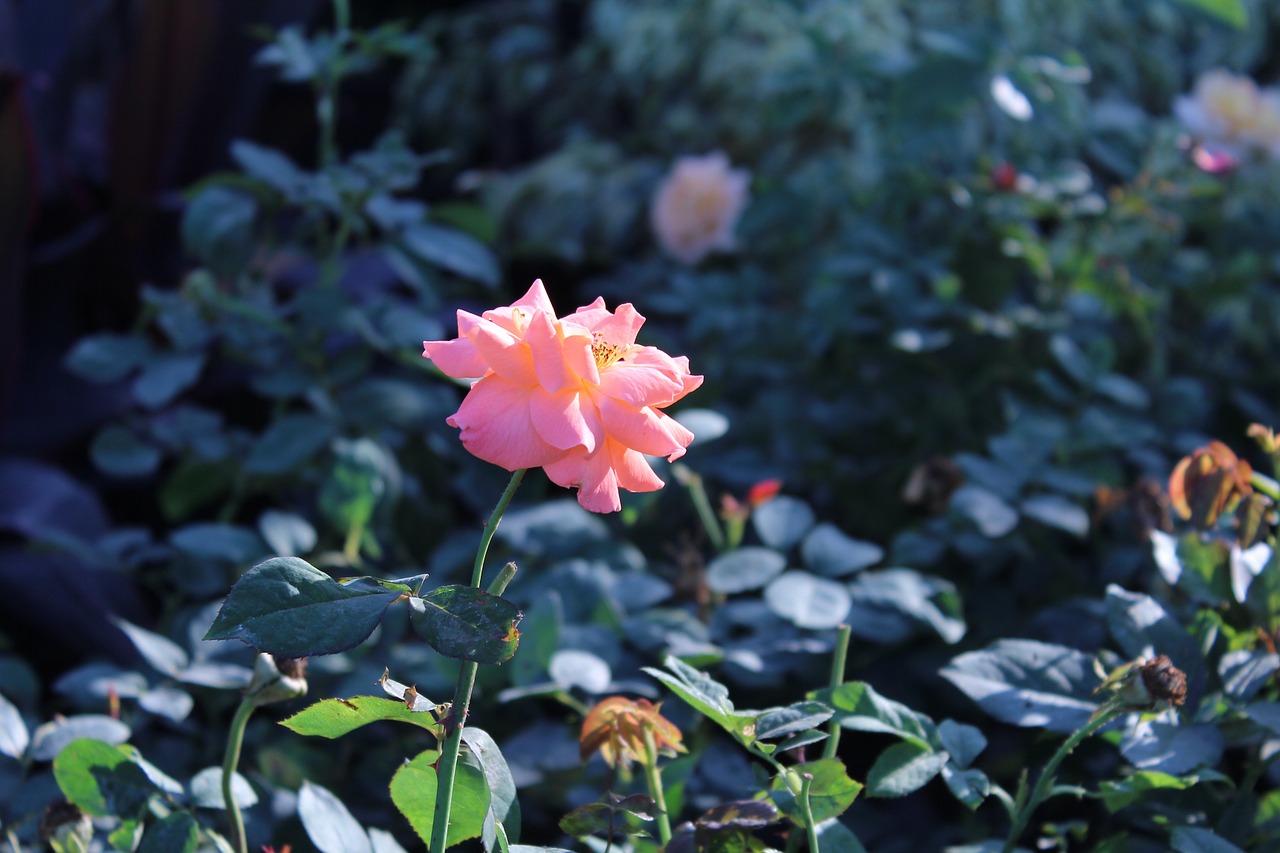 rose flower pink free photo