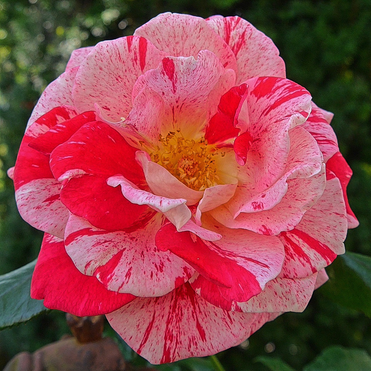 rose flowers red free photo