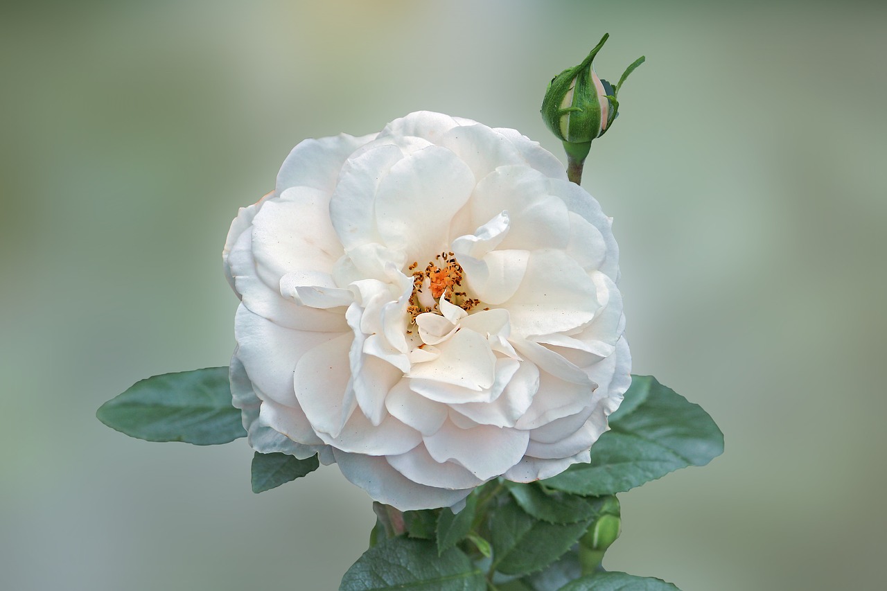 rose white blossom free photo