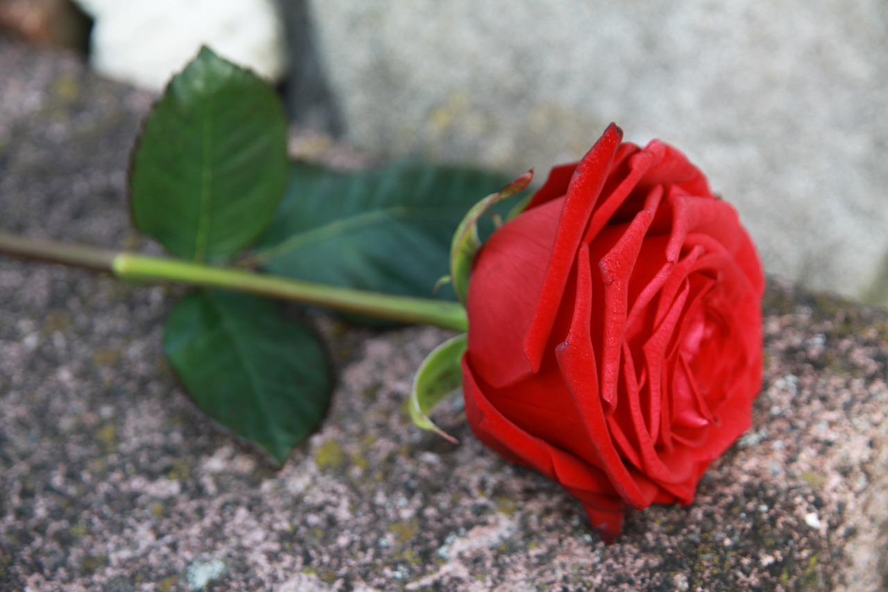 rose red stone free photo