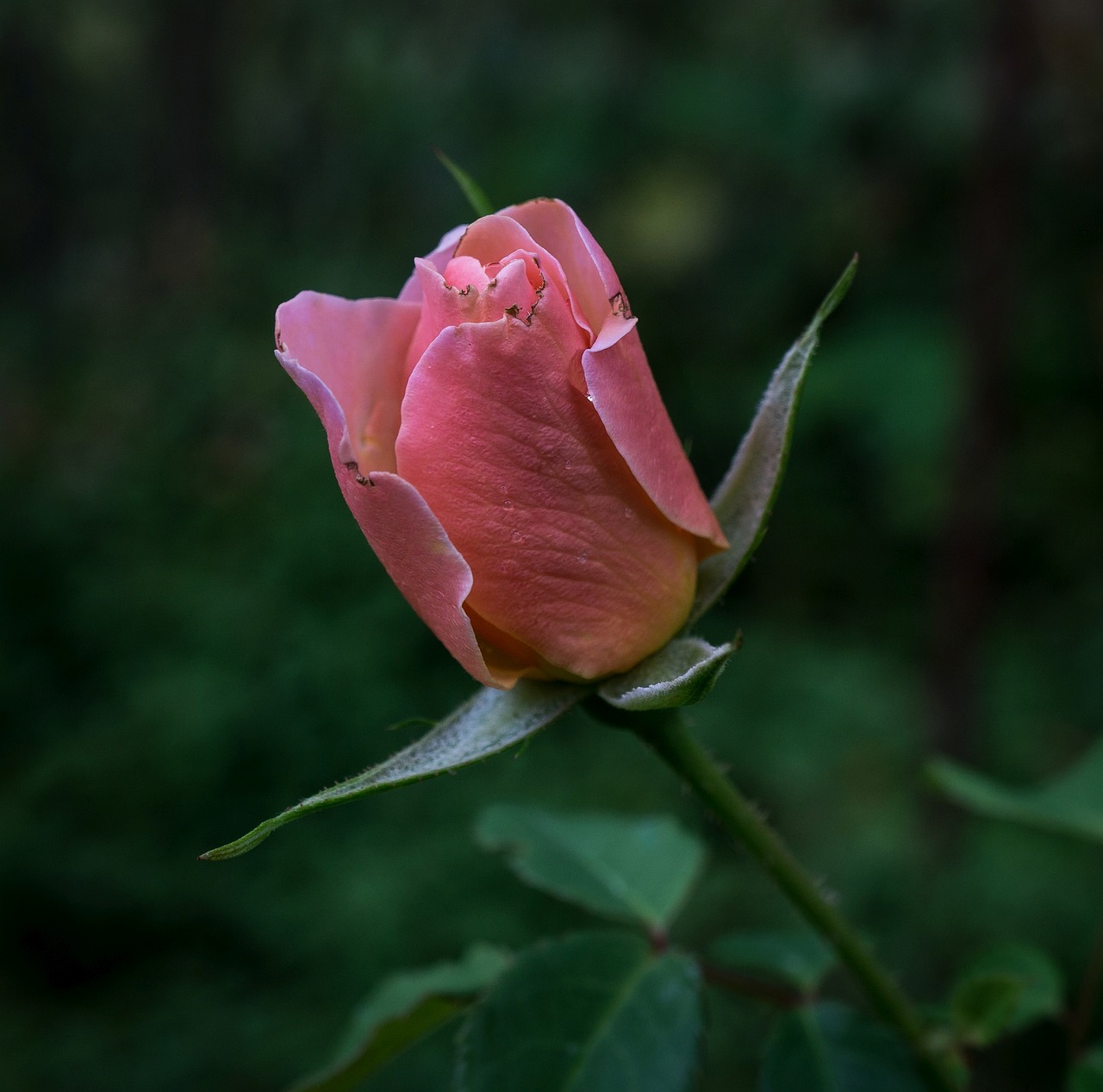 rose rosebud flower free photo