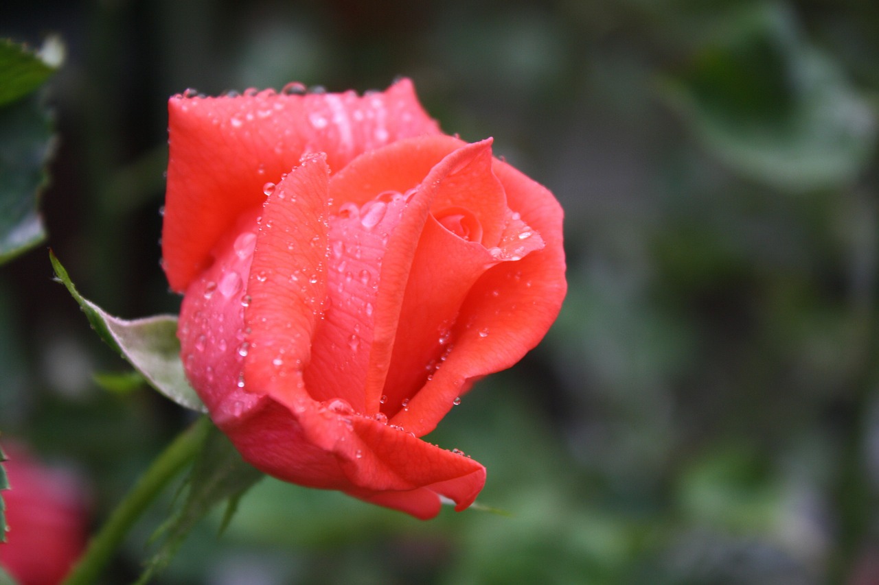 rose rain drip free photo