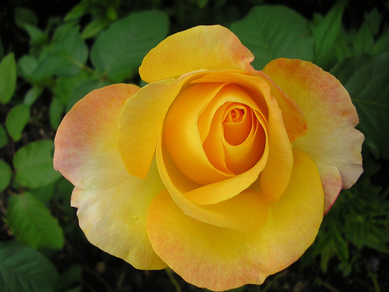 rose flower yellow rose free photo