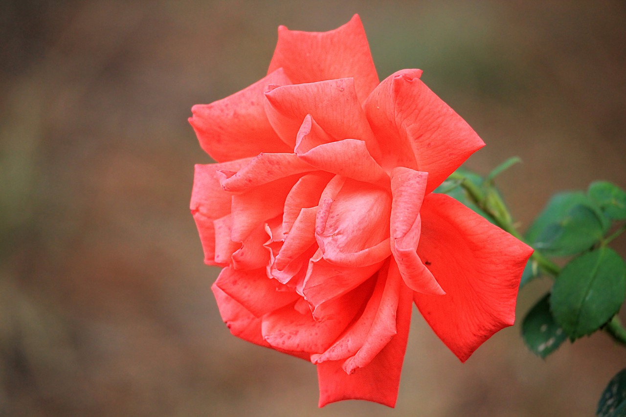 rose red rose blossom free photo