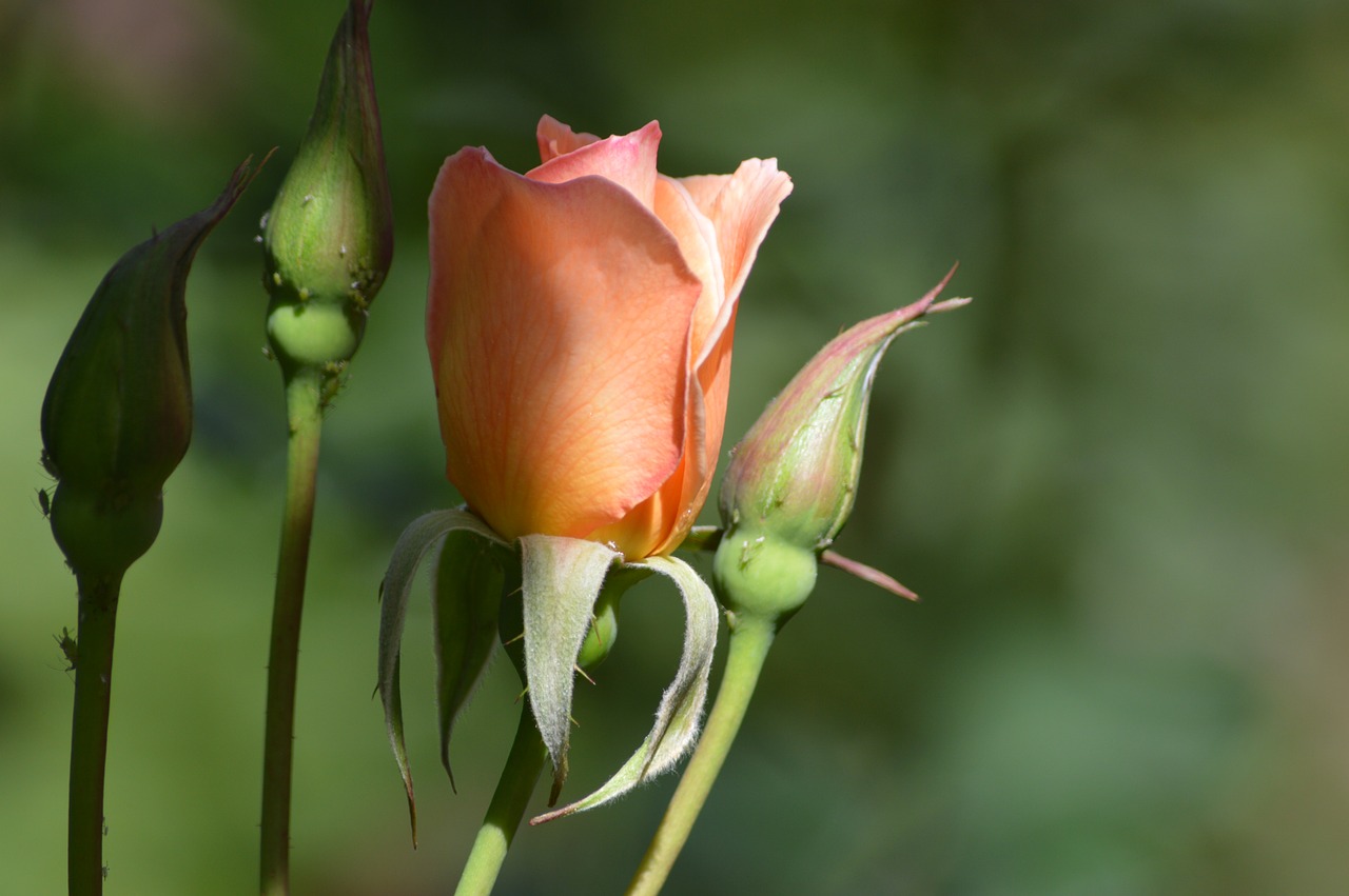 rose flower petals free photo