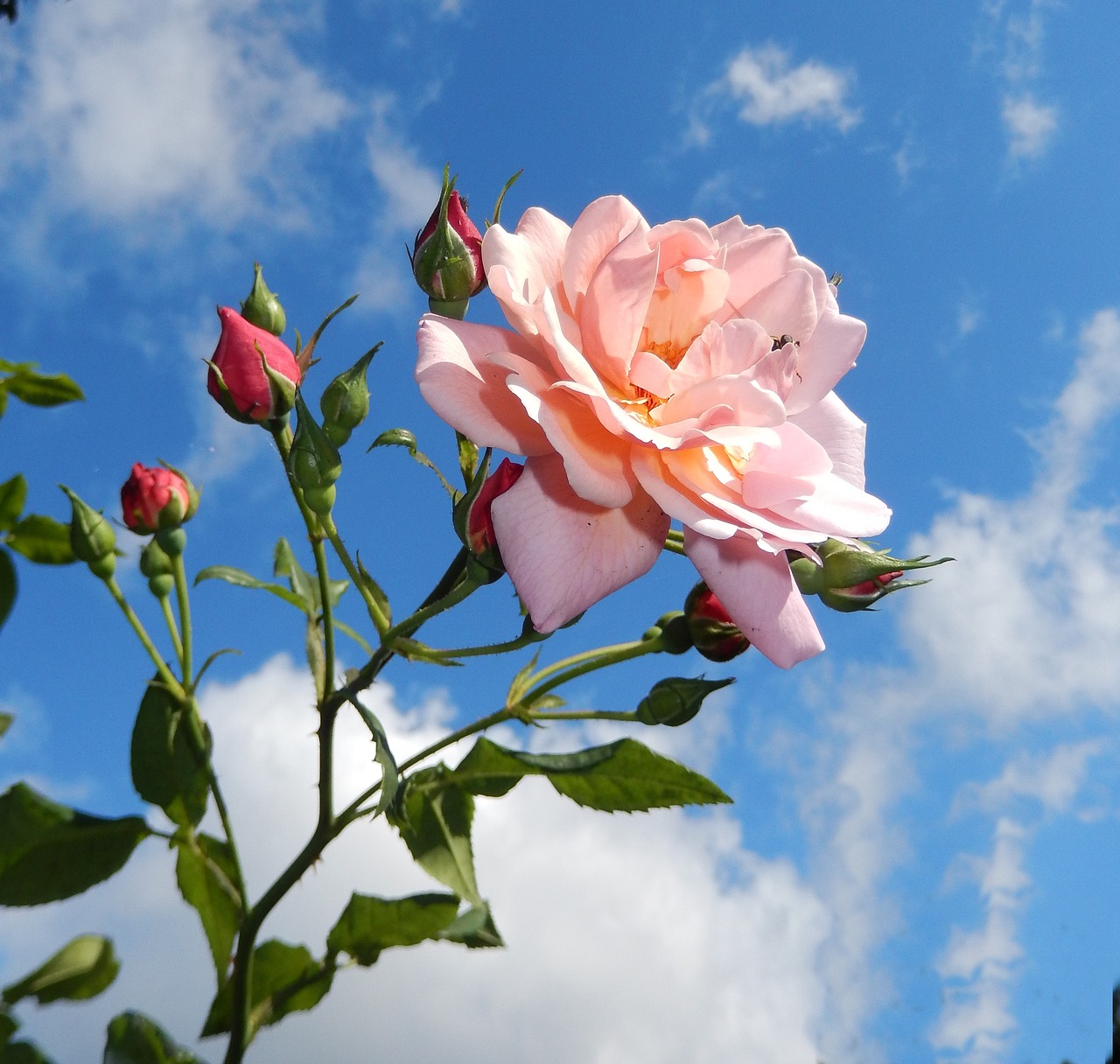 rose garden blossom free photo