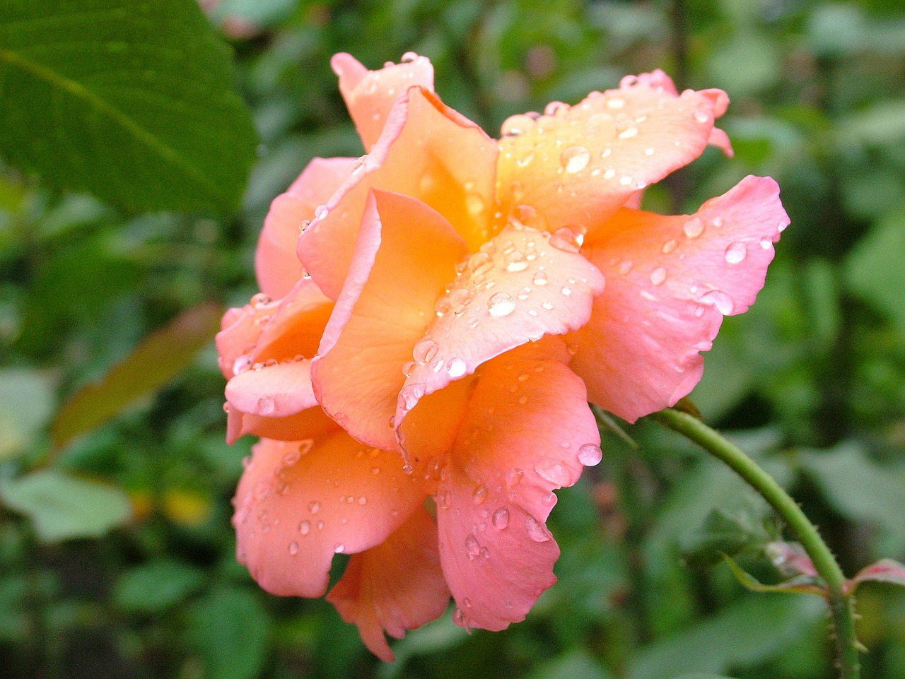 rose flower orange free photo