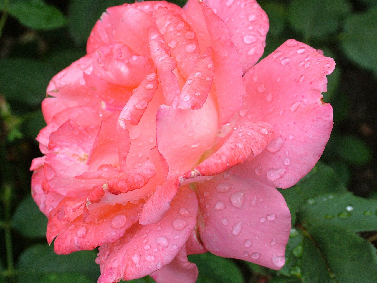 rose flower red free photo