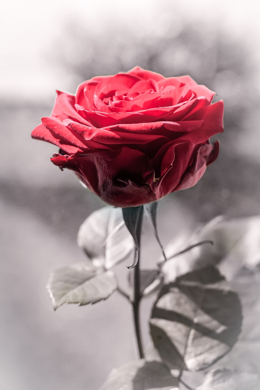 rose red black and white free photo