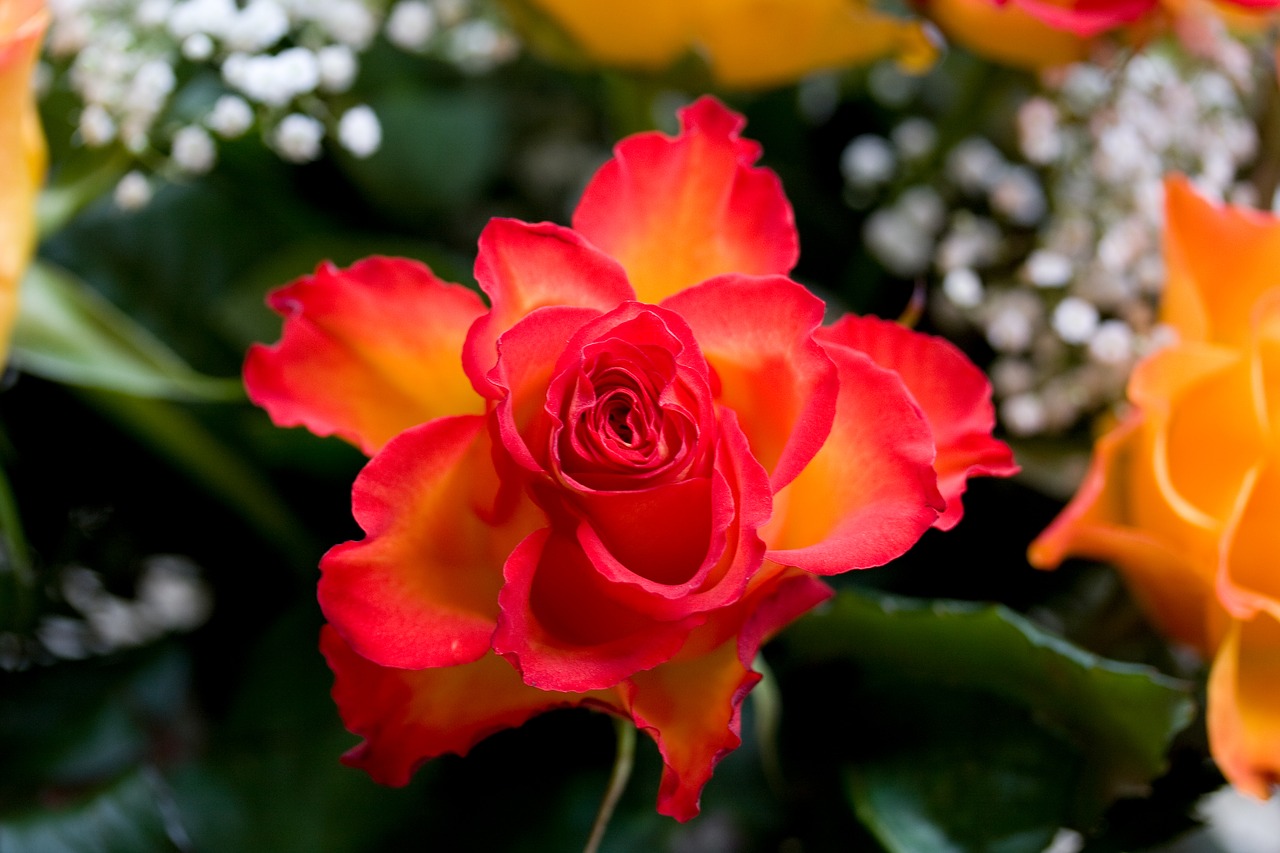 rose red orange free photo