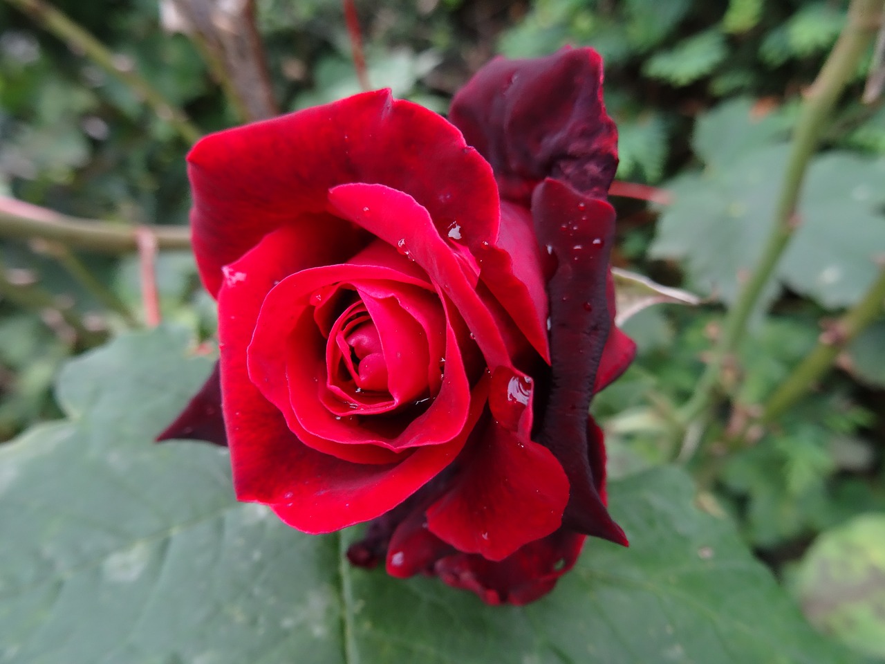 rose garden blooming free photo