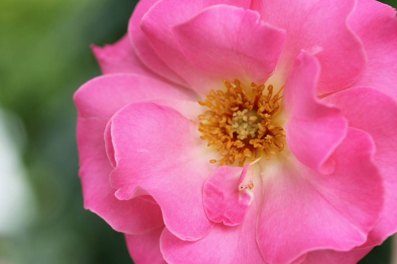 rose flower garden free photo
