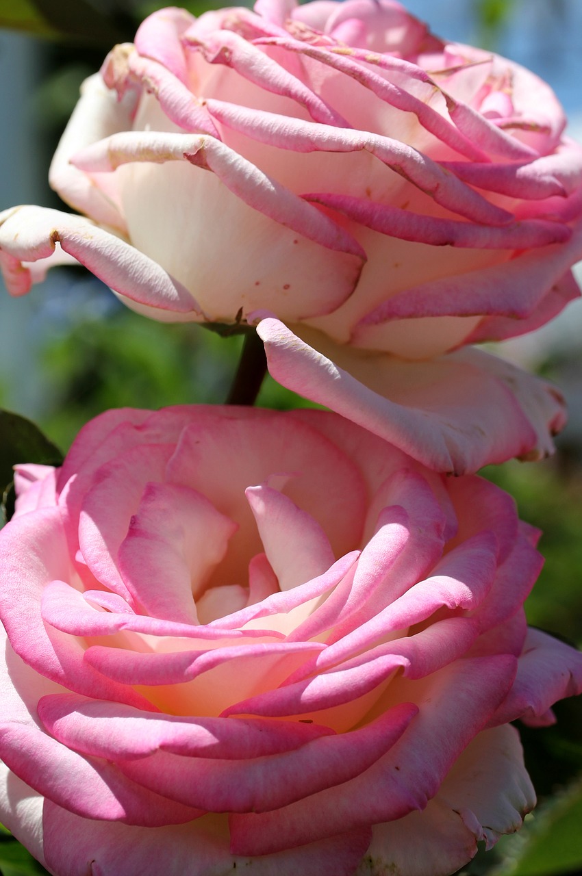 rose pink flower free photo