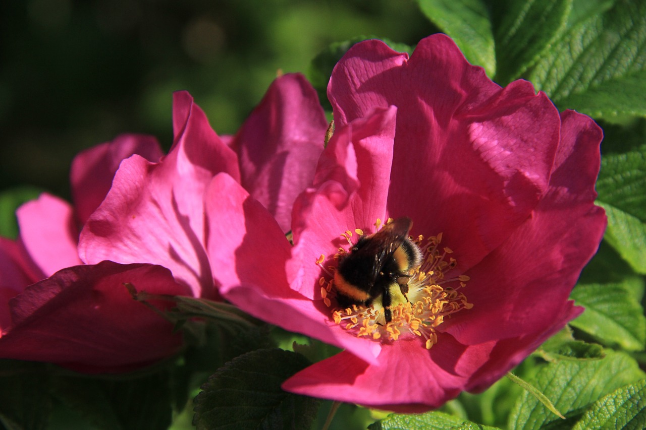 rose bumblebee flower free photo