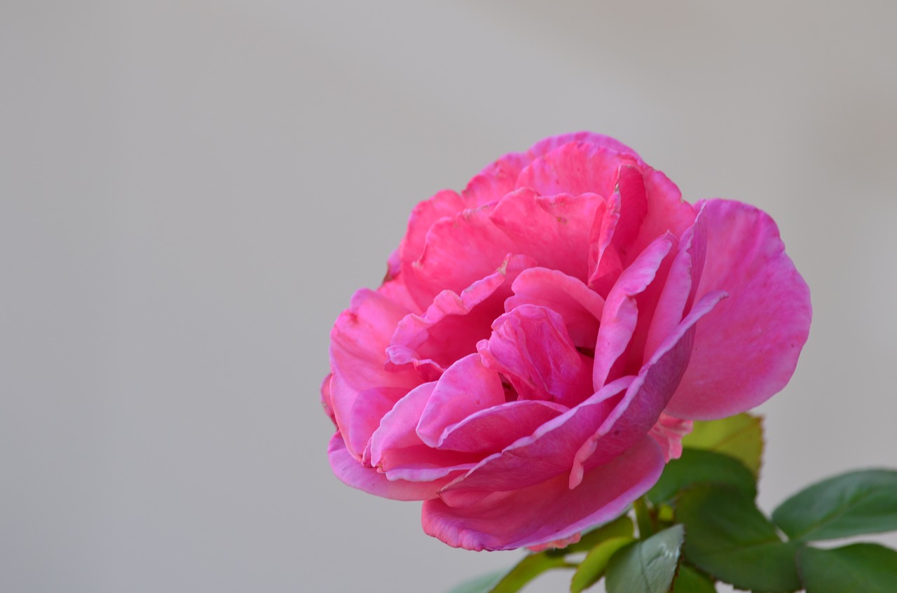 rose flower pink free photo