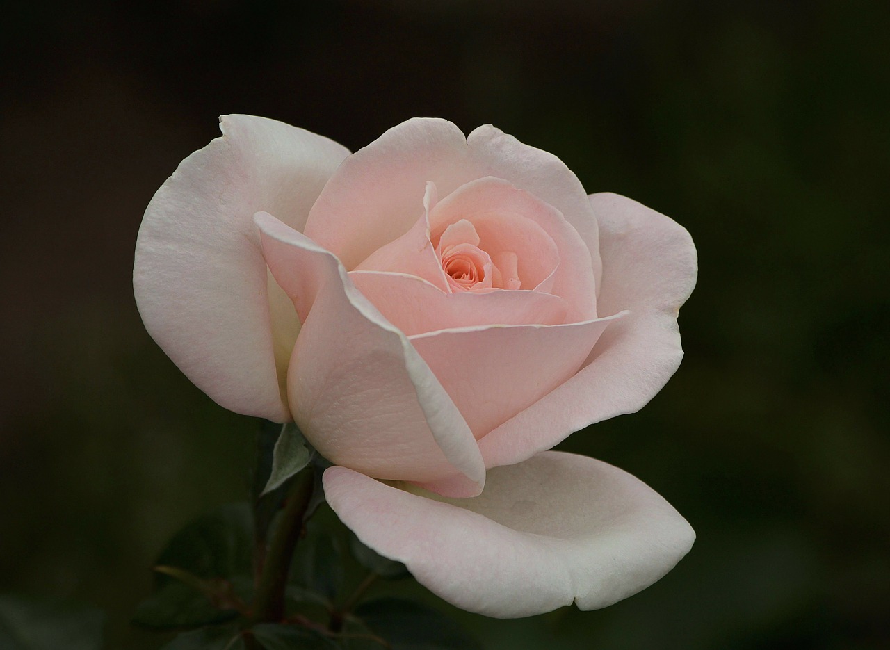 rose pink flower free photo