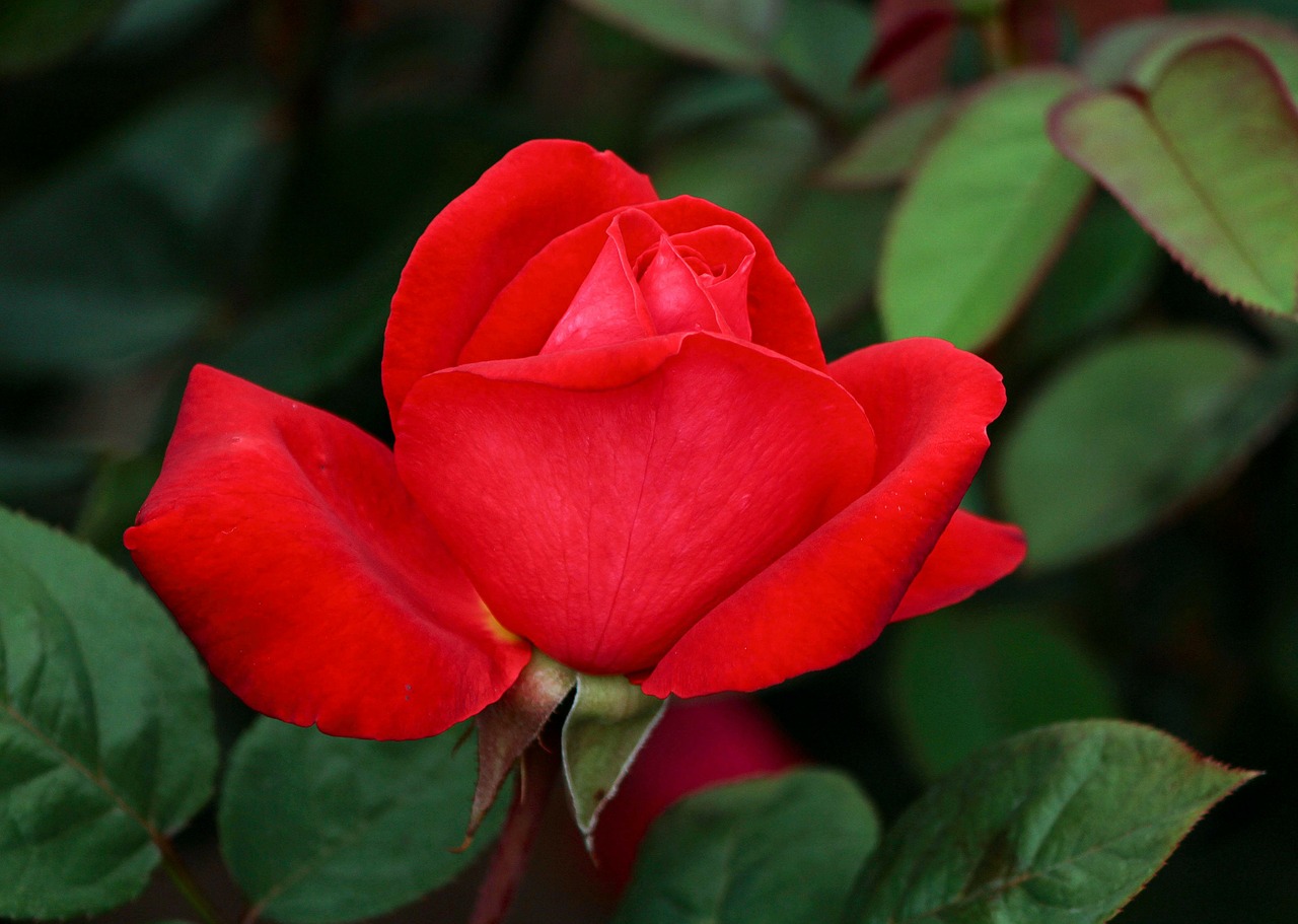 rose red petals free photo