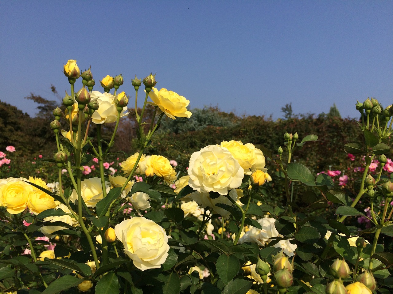 rose yellow flowers free photo